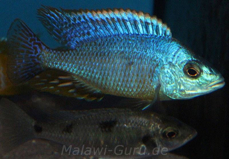 Hemitilapia oxyrhynchus 'Likoma Island'